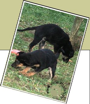 Bild : ungarische Tierheimhunde