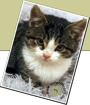 Bild : Bl&auml;schen