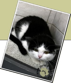 Bild : Cookie