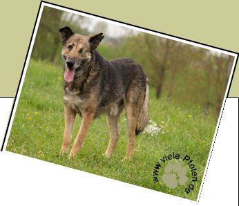 Bild : Darius - wartet seit 1 Jahr