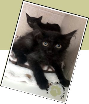 Bild : Frau Krönner