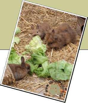 Bild : 8 Kaninchenkinder