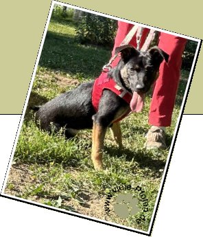 Bild : Lola