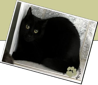 Bild : Luzy