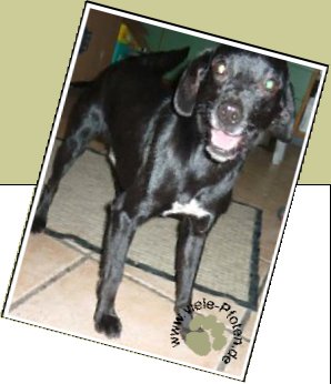 Bild : Max - seit Februar 2010 im Tierheim