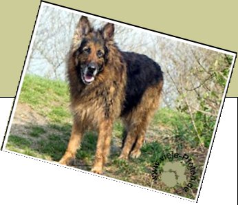 Bild : Onix - seit Juni 2010 im Tierheim
