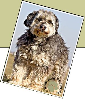 Bild : Pepper - seit Juni 2010 im Tierheim
