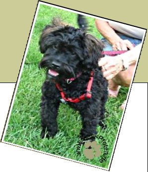 Bild : Poochie