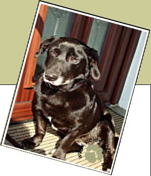 Bild : Smartie - Polly