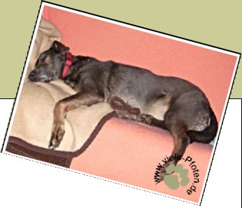Bild : Sweety - sucht Paten