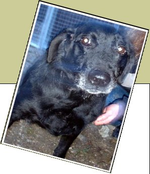 Bild : Molly