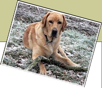 Bild : Chester (vermisst in den Niederlanden)