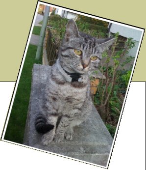 Bild : Litte Foot Footy