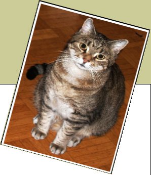 Bild : Lucky bzw. Pünktchen