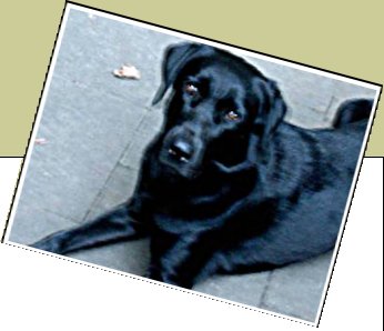 Bild : Chico
